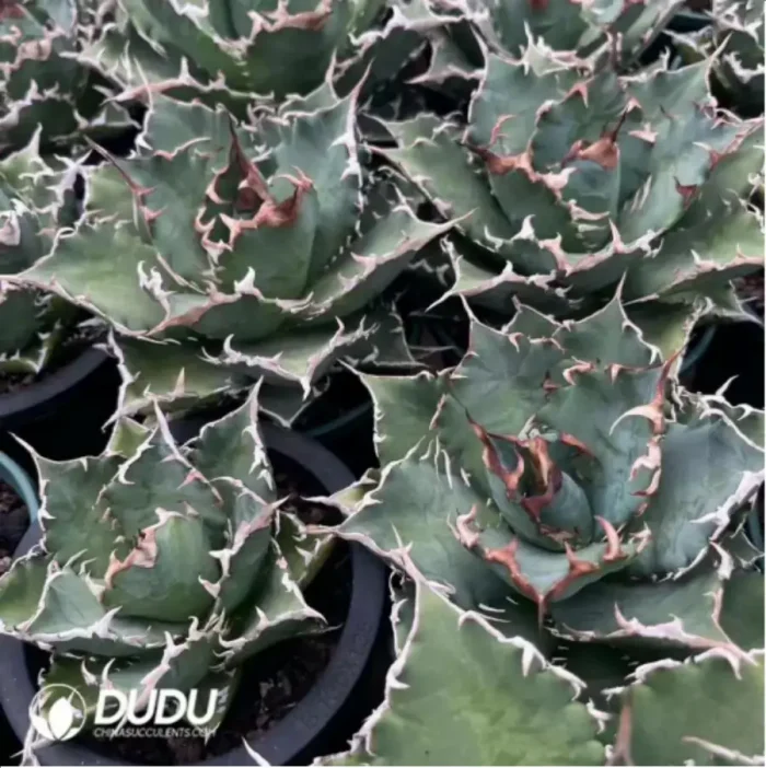 1-1620.webp Agave Season Variegated - Image 1