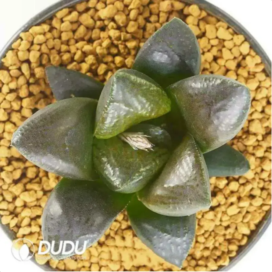 1-1622.webp Haworthia Ice World - Image 1