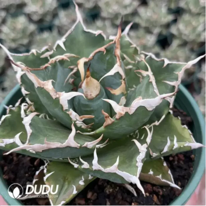 Agave Season Variegated - Image 1