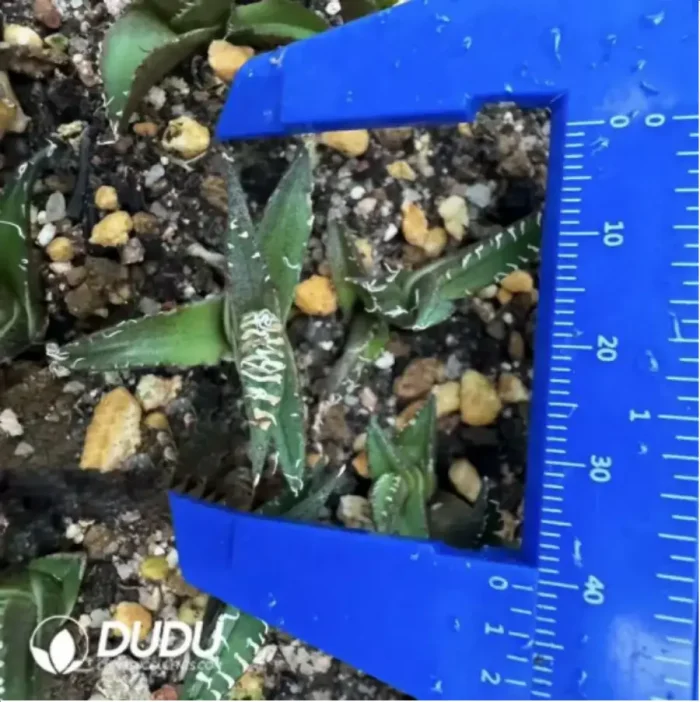 Agave Titanota White Row - Image 1