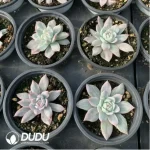 Echeveria Blue bird variegated