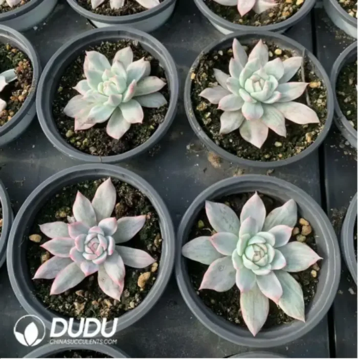 Echeveria Blue bird variegated - Image 1