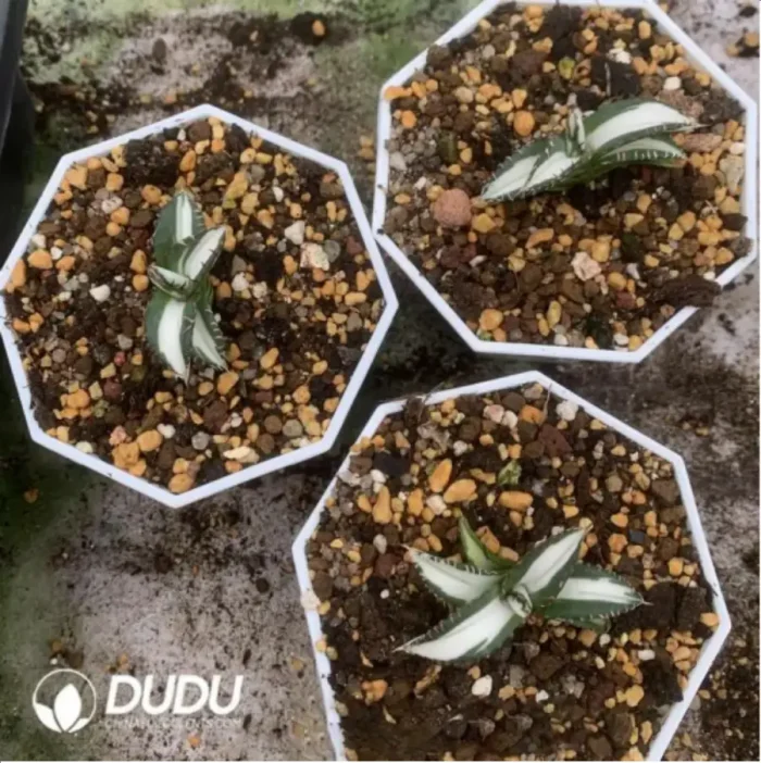 1-1640.webp Agave Baozhu Mediopicta Alba - Image 1