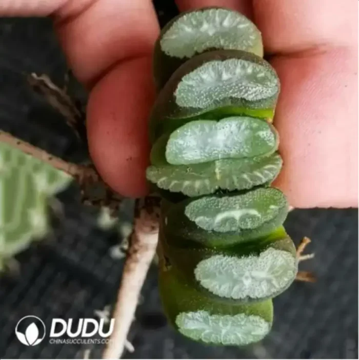 Haworthia Giant Red Line - Image 1