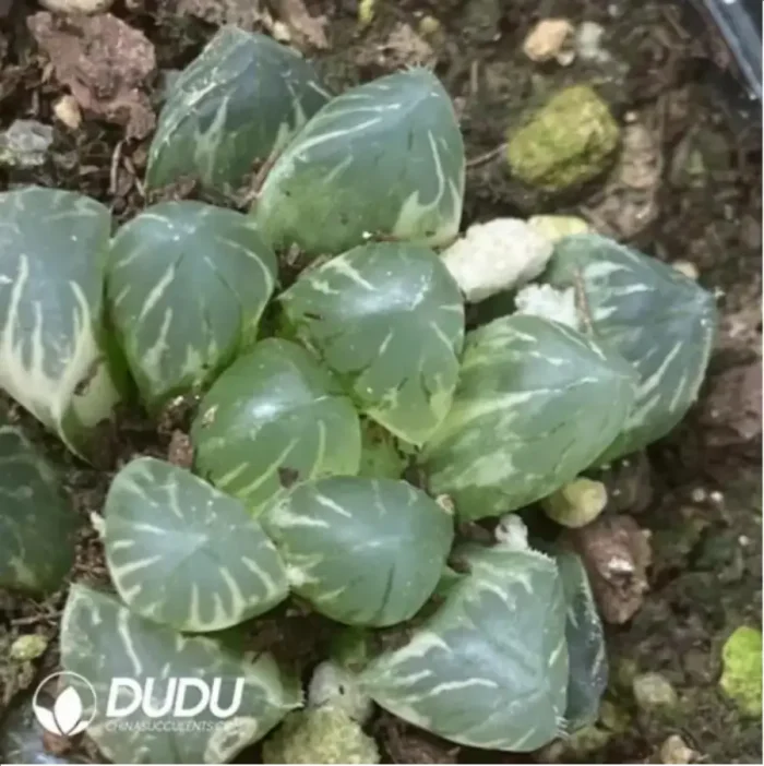 Haworthia Epang Palace Variegated - Image 1