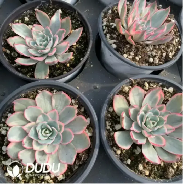 1-165.webp Echeveria Amistar variegated - Image 1