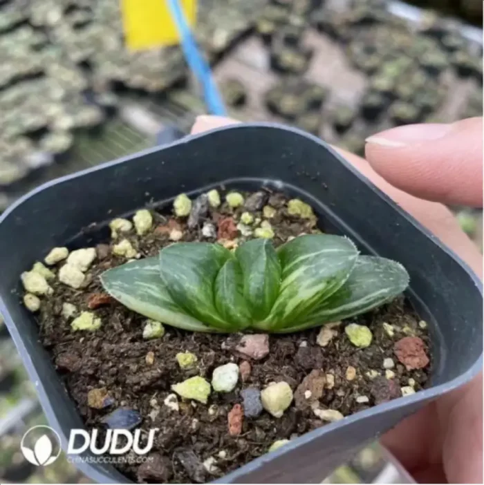 Haworthia Longxi Magnifica Variegated - Image 1