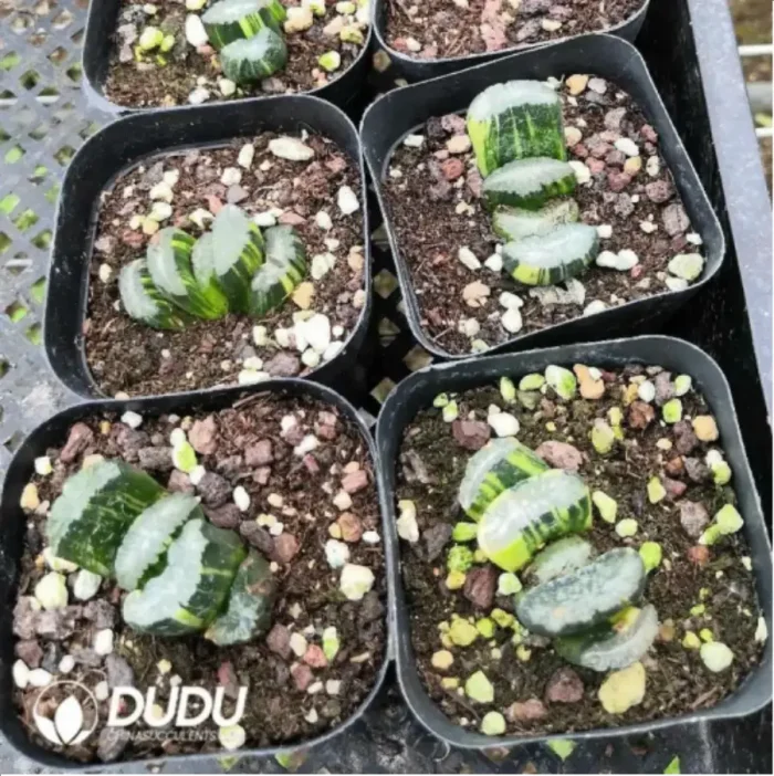 Haworthia Jingzhongyue Variegated - Image 1