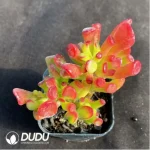 Aeonium Dancing Tianji Variegated Cluster