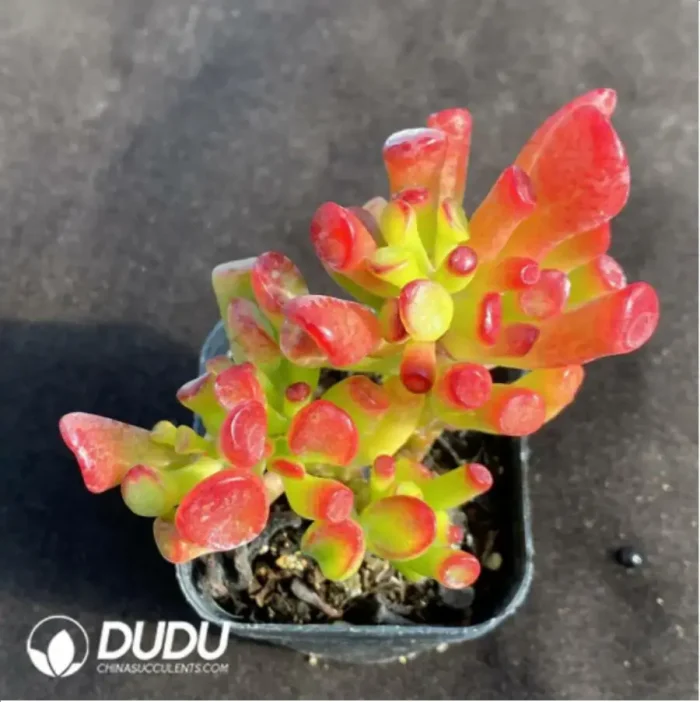 1-166.webp Aeonium Dancing Tianji Variegated Cluster - Image 1