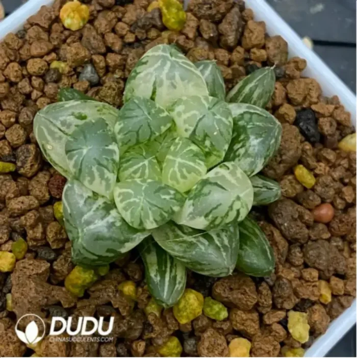 1-1661.webp Haworthia Red House Variegated - Image 1