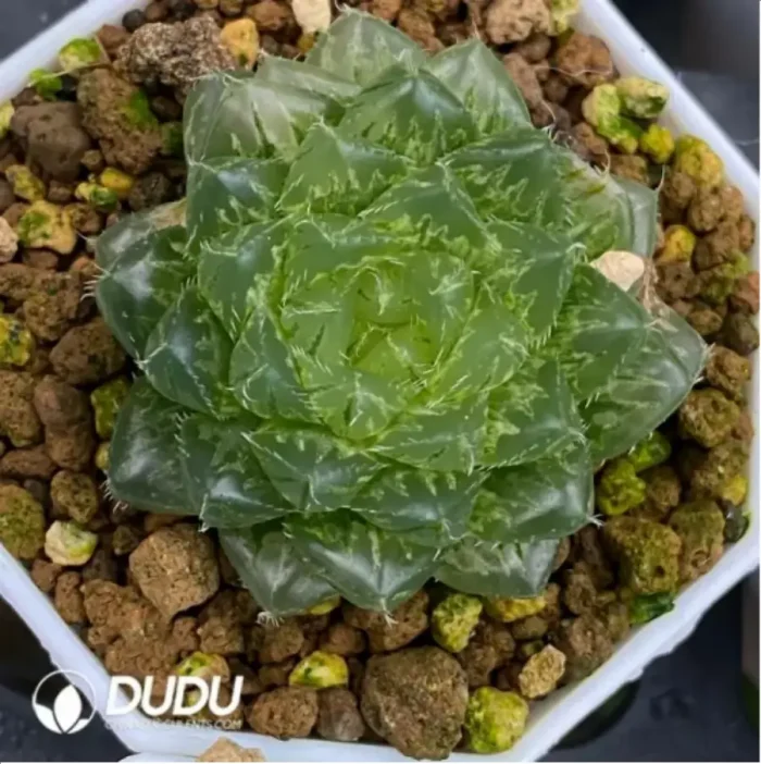 1-1663.webp Haworthia Cuiyun Variegated - Image 1