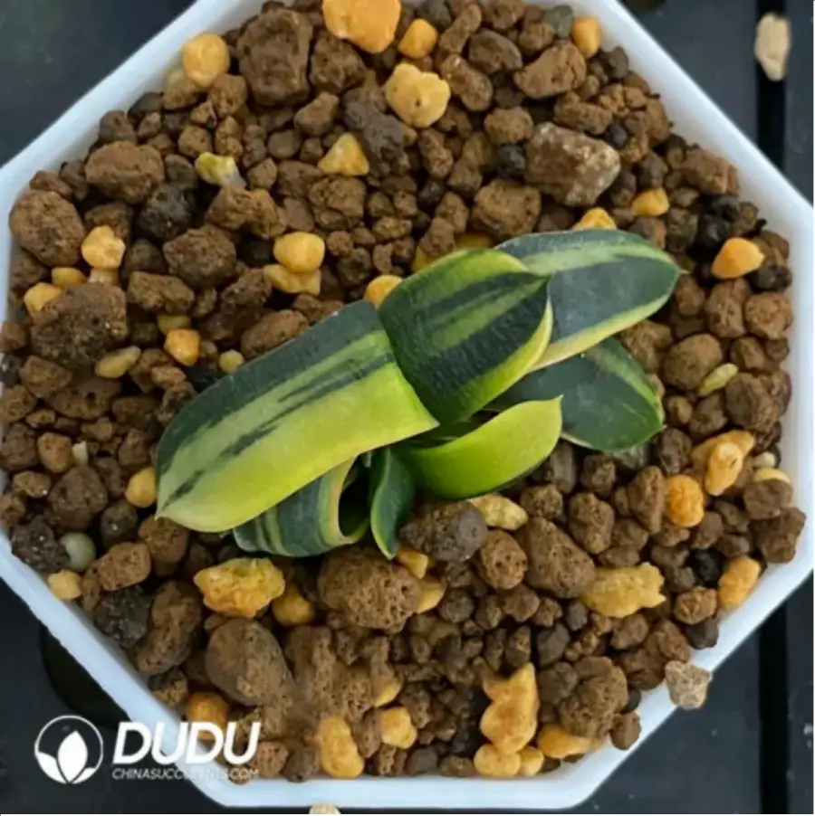 1-1667.webp Gasteria armstrongii Variegated - Image 1