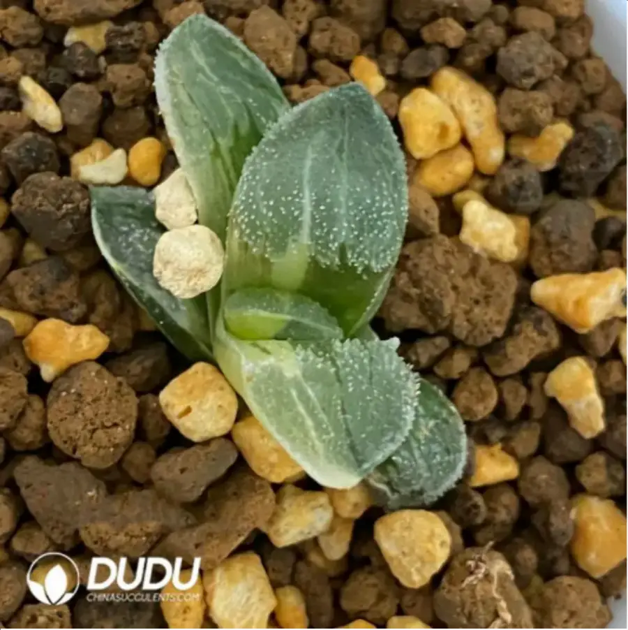 1-1669.webp Haworthia Retusa Variegated - Image 1