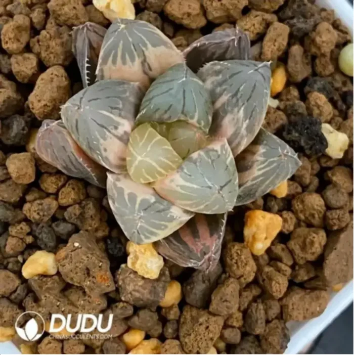 Haworthia Ice Diamond Variegated - Image 1