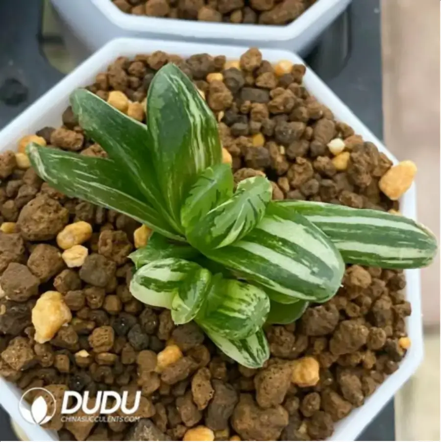 1-1672.webp Haworthia OM Cooperi var. pilifera Variegated - Image 1