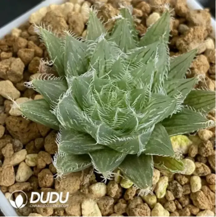 Haworthia Yuwan Variegated - Image 1