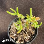 Dicrocaulon Soft Candy Branches