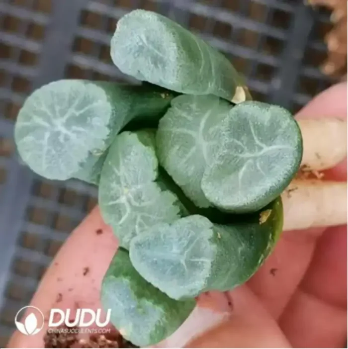 Haworthia Ice Snow - Image 1