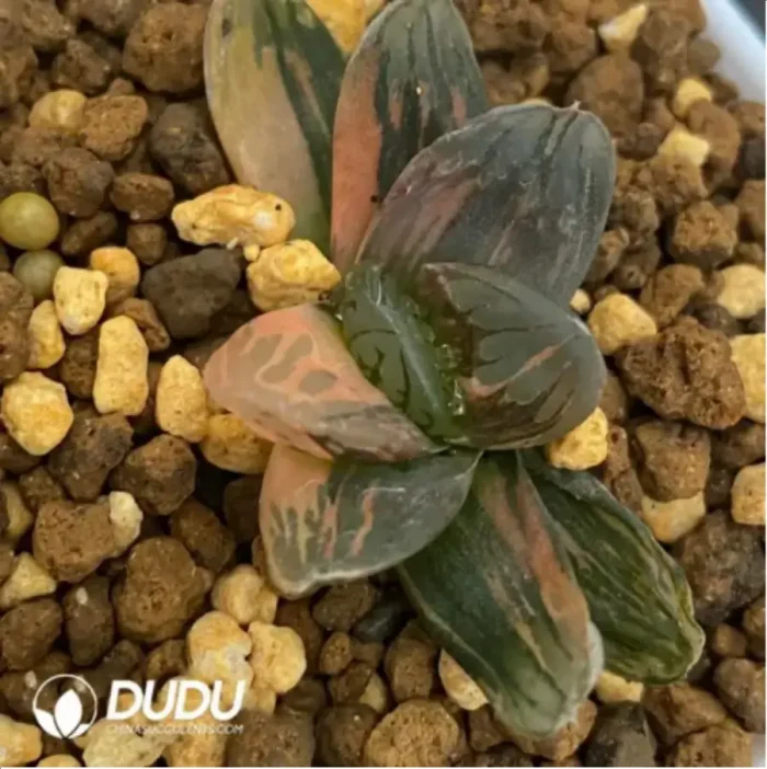 Haworthia Black Crystal variegated - Image 1