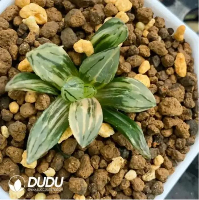 1-1683.webp Haworthia Magnifica Variegated - Image 1