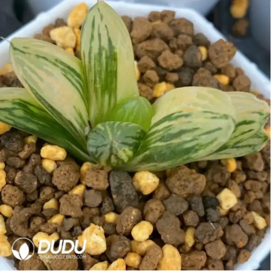 1-1686.webp Haworthia ShiPu variegated - Image 1