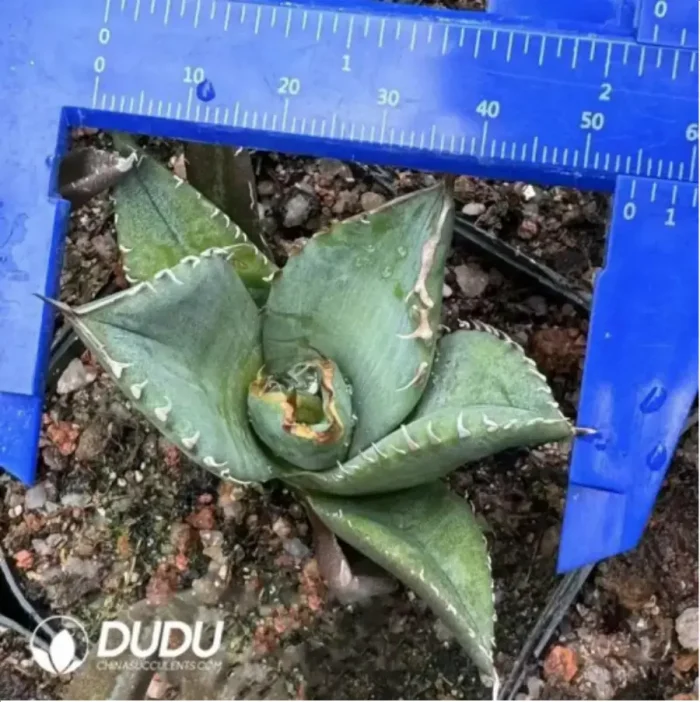 1-1693.webp Agave jewel(076) - Image 1