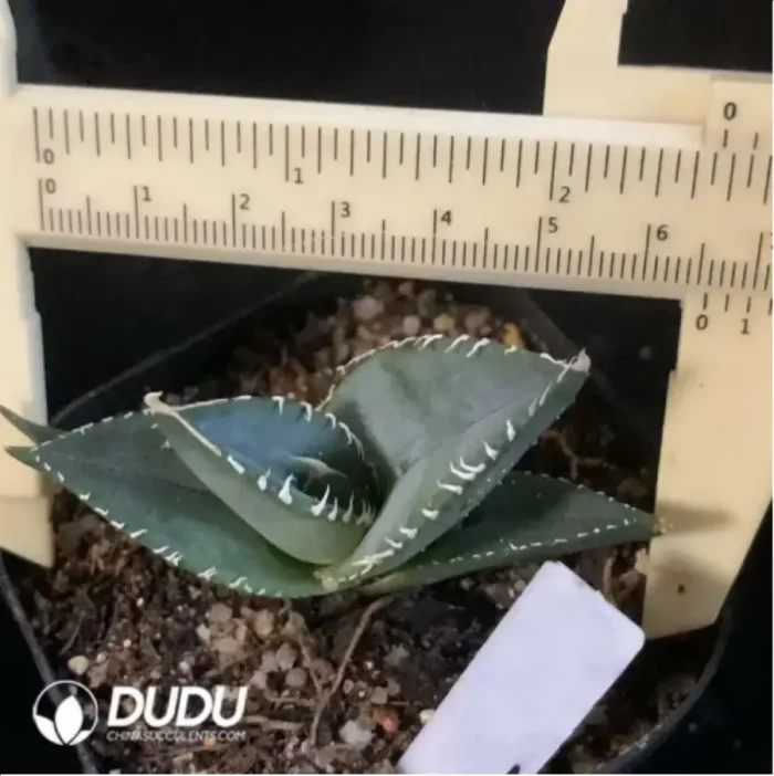 Agave White Ice - Image 1