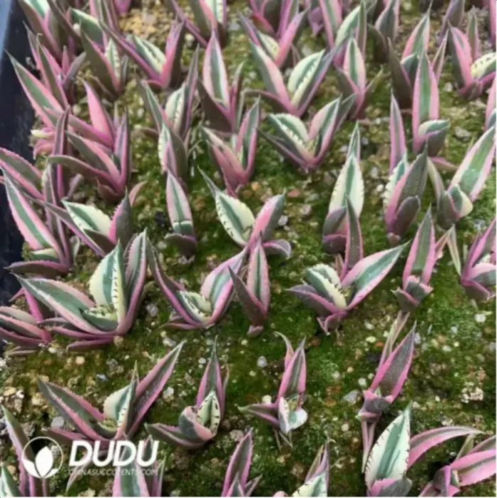 1-1697.webp Agave Tiger shark - Image 1