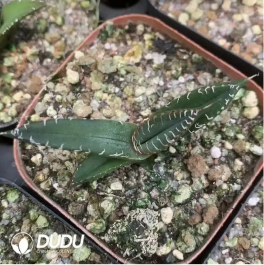 1-1699.webp Agave bucktooth variegate - Image 1