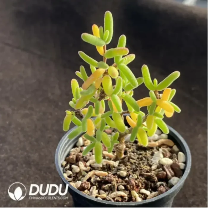 Dicrocaulon Pencil - Image 1