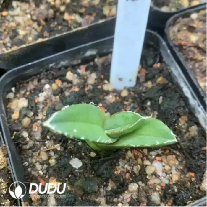 Agave medusae - Image 1