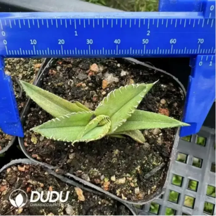 1-1701.webp Agave White rhinoceros - Image 1