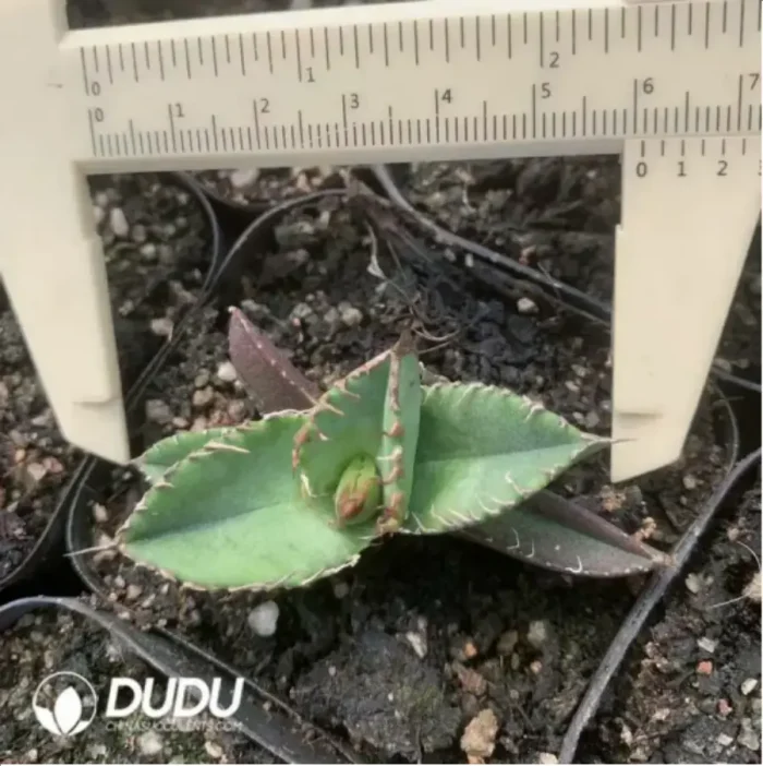 1-1703.webp Agave White thorn - Image 1