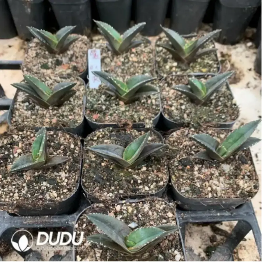 1-1704.webp Agave starchaser - Image 1