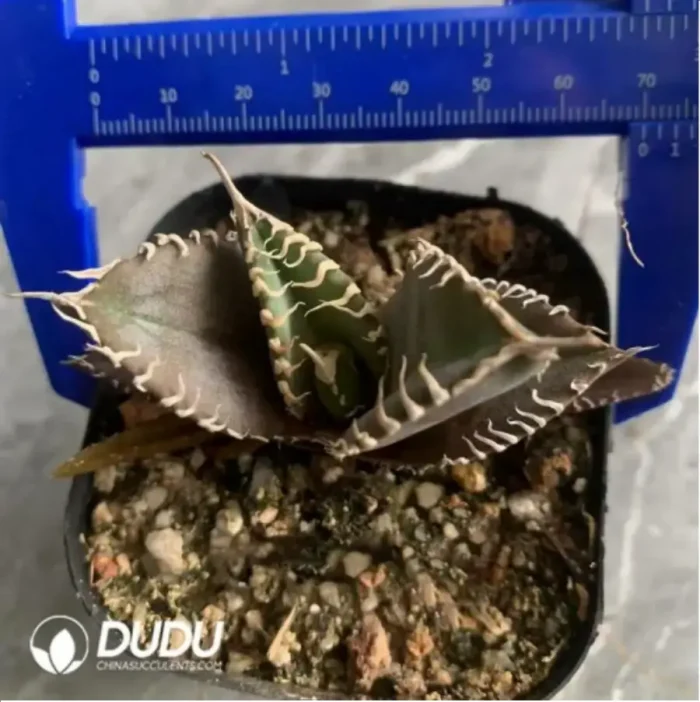 1-1705.webp Agave Green Ghost - Image 1