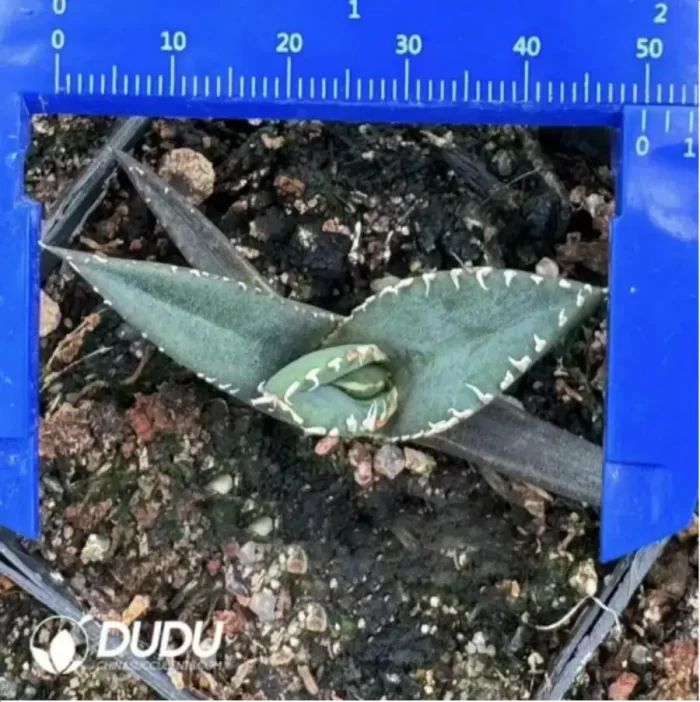 Agave Titanota ??Werewolf?? - Image 1