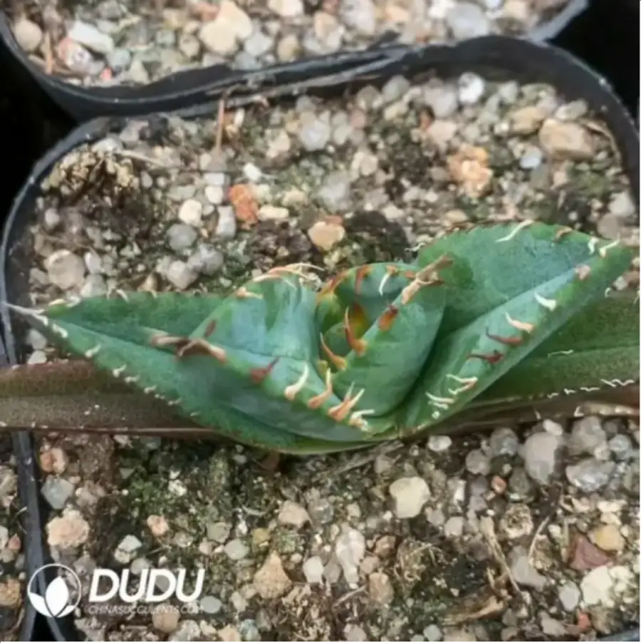 1-1709.webp Agave White flame - Image 1