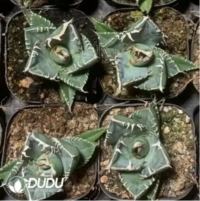 Agave Titanota Venom - Image 1