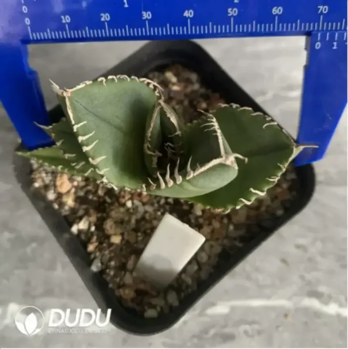 Agave Titanota SAD  (Medium) - Image 1