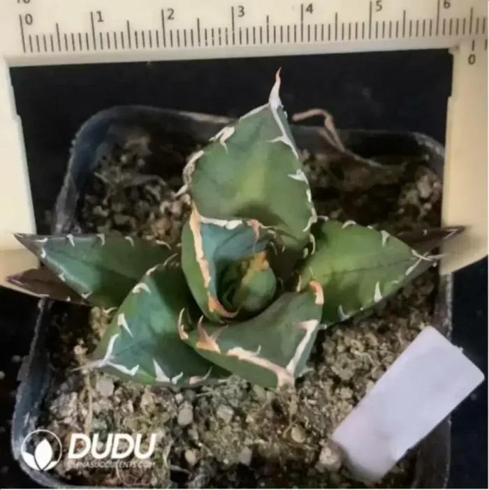 Agave Titanota Panda - Image 1