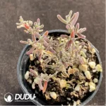 Dicrocaulon Red Flash Branch