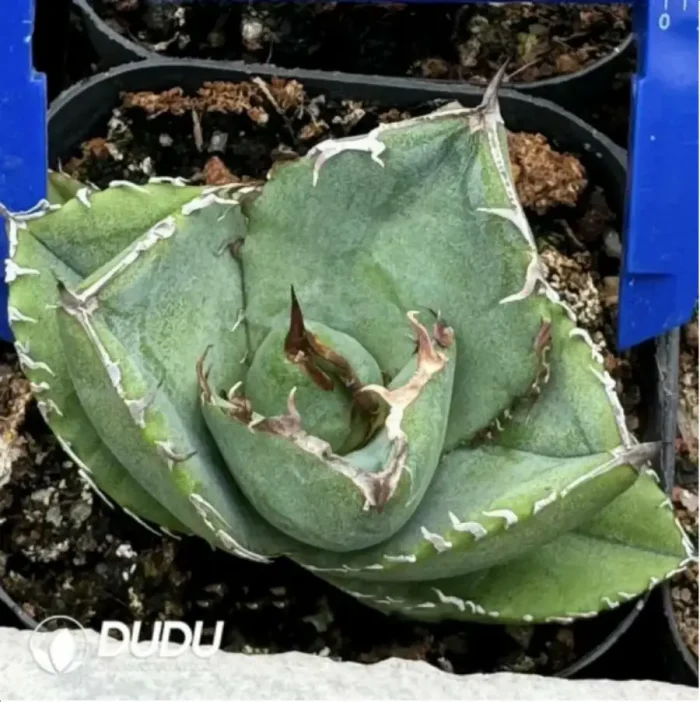 Agave Titanota Juggernaut - Image 1