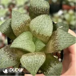 Haworthia Flurry