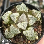 Haworthia Aries