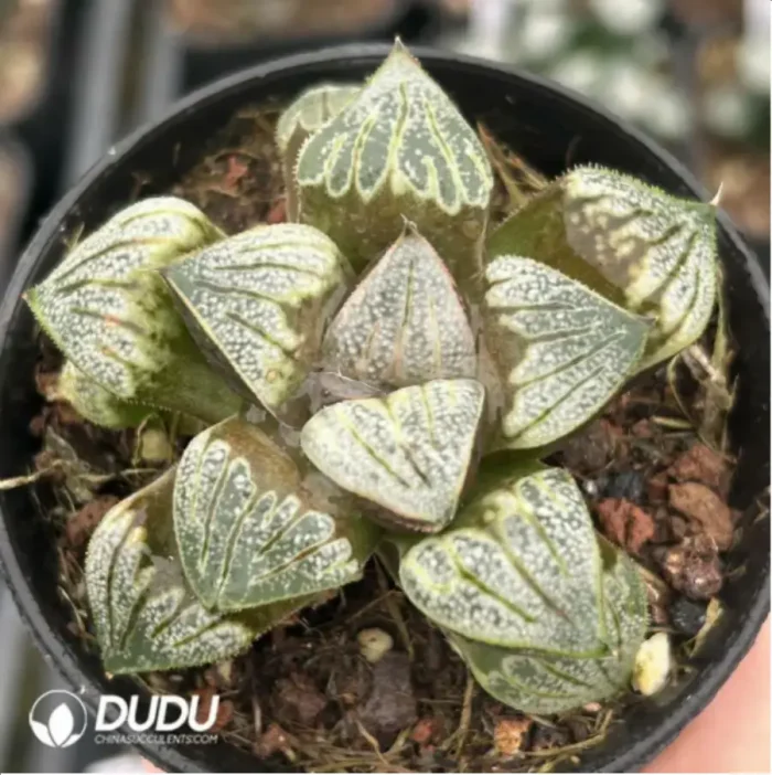 Haworthia Aries - Image 1