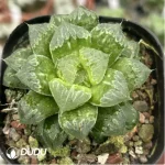 Haworthia Athena