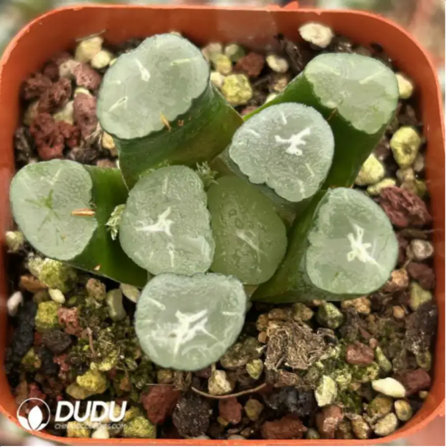 1-1741.webp Haworthia Truncata Gaint Hakua - Image 1