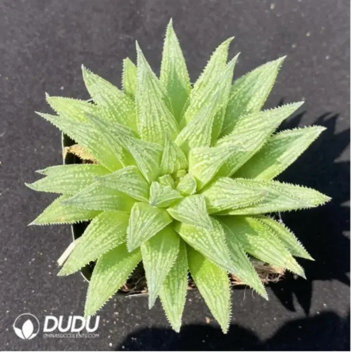 1-1749.webp Haworthia Kegazato magnifica - Image 1