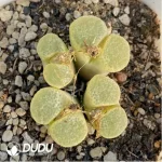 Conophytum Cherry Blossom Wind Chimes 1head